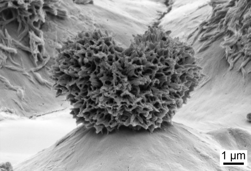 A silica nanoparticle. (Image: Ohio State University)